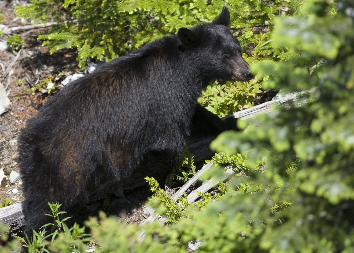 Warning: Aggressive bear reported near Rannie Road