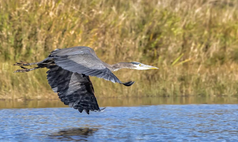 blue heron flying over the alouette river