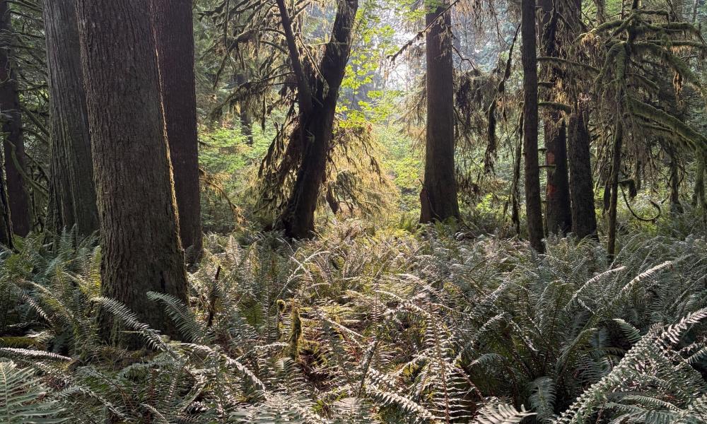 forest ground with ferns, trees and filtered sunlight