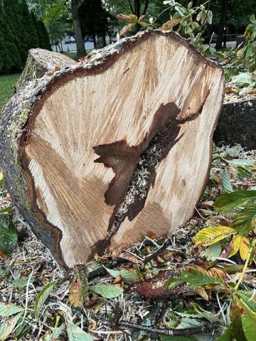 Photo of tree rot